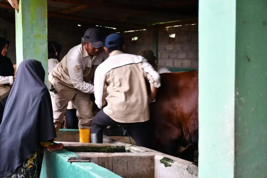 Bantuan Vaksin PMK Tahap Dua di Bondowoso Didominasi Vaksin Booster