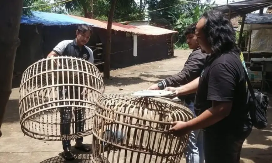 Diduga Bocor, Penggerebekan Arena Judi Sabung Ayam di Ngronggot Zonk
