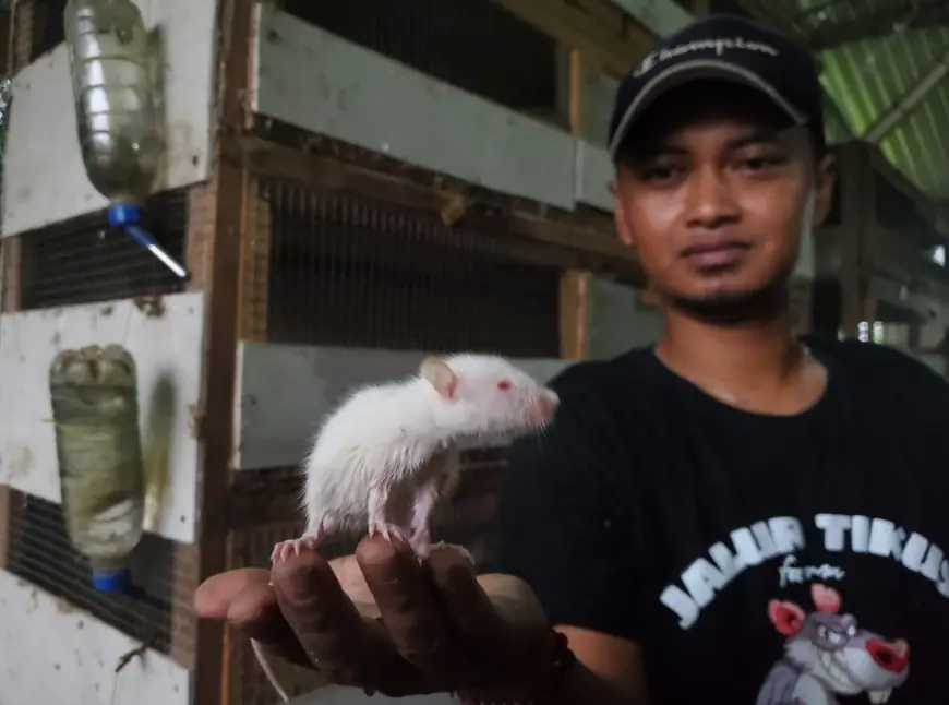 Bukan Hama, Tikus di Mojokerto Dibudidaya Hingga Hasilkan Rupiah