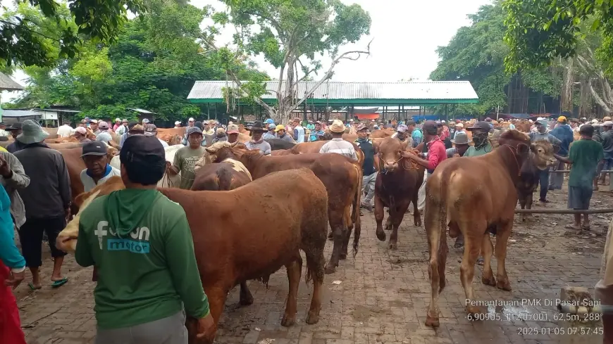 Jelang Ramadan Pasar Hewan di Tuban Kembali Dibuka