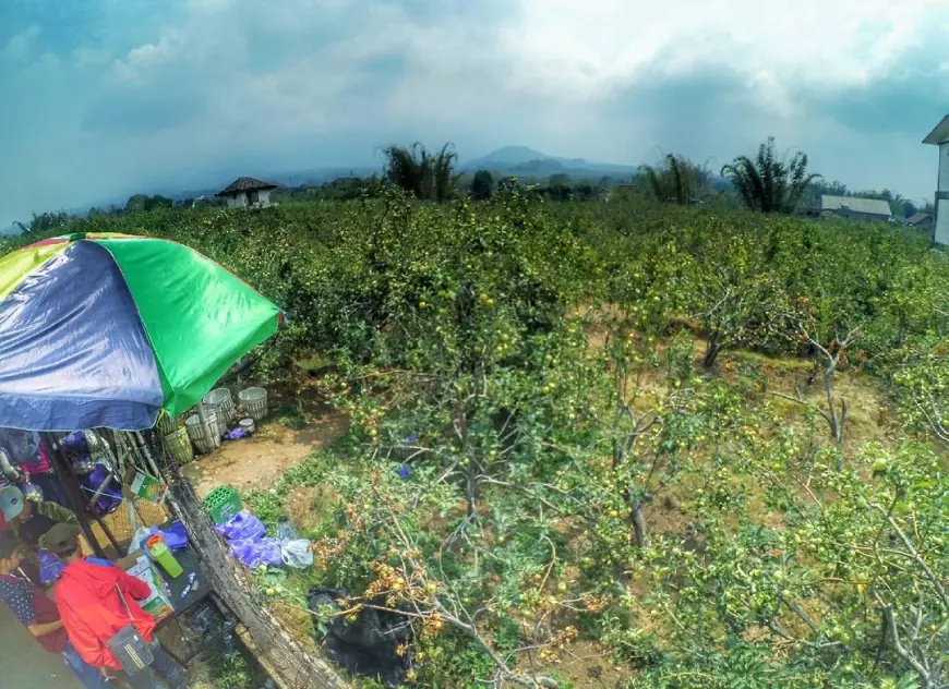 Pulang Hari Ini, Petani Tunggu Janji NH Kembali Bangkitkan Ikon Buah Apel Kota Batu