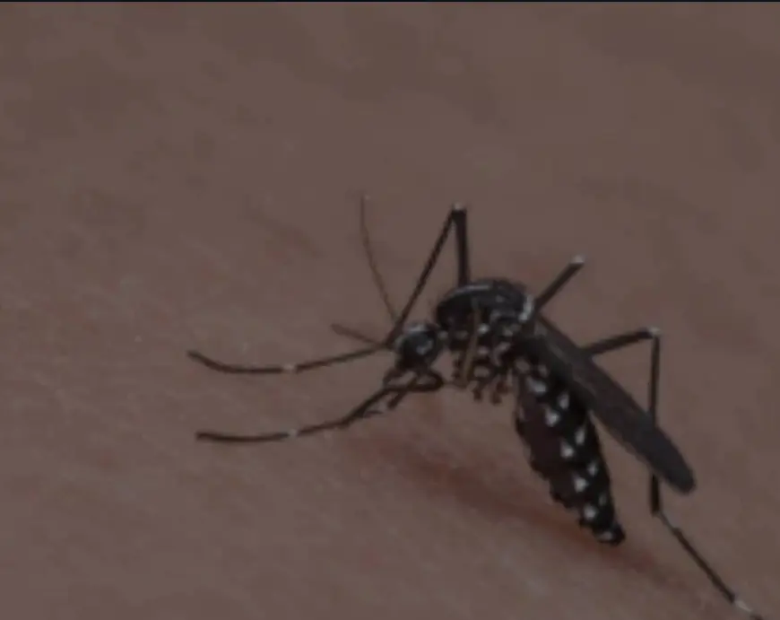 Curah Hujan Tinggi, DBD dan Chikungunya Ancam Warga Batu