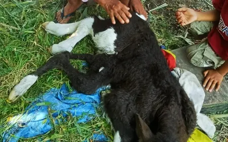 Sapi Berkaki Enam di Jember, Pembalap Liar Diamuk Warga di Malang, dan Sound Horeg Diamankan Polisi di Mojokerto