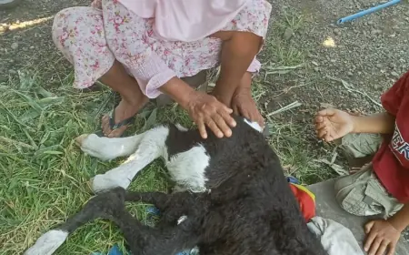 Tidak Mampu Bertahan, Sapi Berkaki Enam di Jember Akhirnya Mati