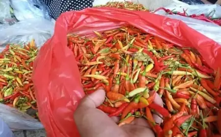 Harga Cabai Rawit Merah di Tuban Meroket, Tembus Rp120 Ribu per Kilogram