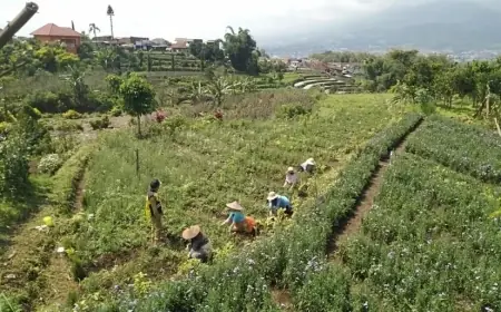 Daya Beli Petani Jawa Timur Merosot, NTP Turun 2,08 Persen di Februari 2025