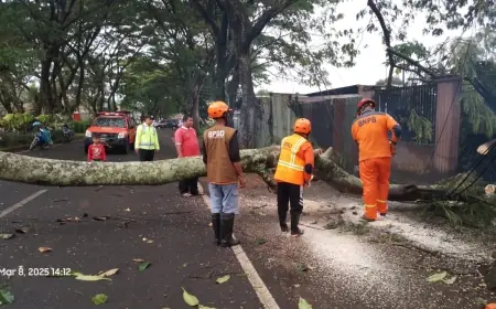 Dua Kejadian Pohon Tumbang Akibat Cuaca Ekstrem, Akses Jalibar Malang Sempat Tertutup