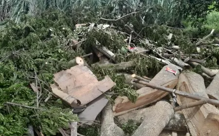 Angin Kencang Terjang Wilayah Turen, Pohon Tumbang Timpa Seorang Lansia