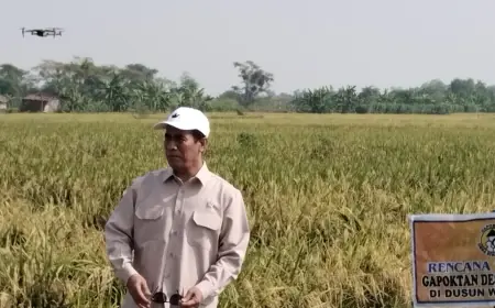 Tinjau Panen dan Serap Gabah di Gresik: Mentan Amran Sebut Harga Gabah Stabil di Rp 6.500 per Kg