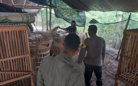Gerebek Arena Sabung Ayam, Polres Nganjuk Pulang dengan Tangan Hampa