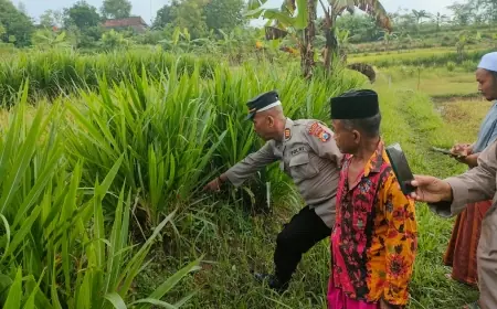 Warga Sampang Temukan Bayi Cantik di Sawah, Polisi: Tali Pusar Sudah Terpotong