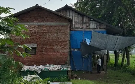 Warga di Jombang Keluhkan Aktivitas Kandang Ayam Pemicu Serbuan Lalat