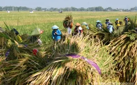 Harga Gabah Jauh dari HPP, Petani di Nganjuk Minta Bulog Turun Tangan