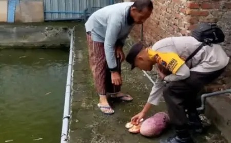 Seorang Balita di Mojokerto Meninggal usai Tenggelam di Kolam Ikan