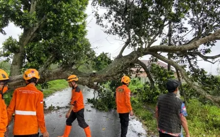 Hujan dan Angin Kencang Terjang Bondowoso, Tumbangkan Belasan Pohon