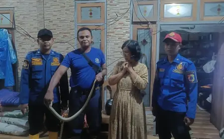 Warga Jember Dikagetkan oleh Dua Ekor King Kobra saat Sahur
