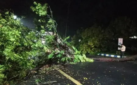 Pohon Tumbang di Karangkates Malang, Lalin Malang Blitar Sempat Terganggu