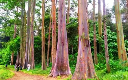 Hutan Pelangi Bondowoso Biosite Ijen Geopark yang Menyimpan Beragam Flora dan Fauna