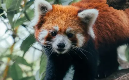 Batu Secret Zoo Sambut Kehadiran Red Panda dan Jerapah dalam Program Konservasi Internasional
