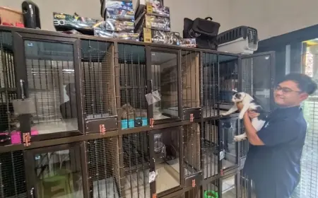Berkah Lebaran, Klinik Penitipan Kucing di Mojokerto Dibanjiri Pengunjung