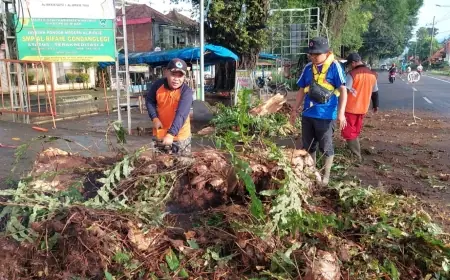 Pohon Tumbang Timpa Kabel Telkom di Gondanglegi Malang, BPBD Gercep