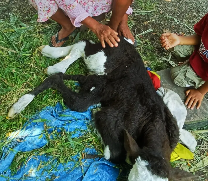 Sapi Berkaki Enam di Jember, Pembalap Liar Diamuk Warga di Malang, dan Sound Horeg Diamankan Polisi di Mojokerto