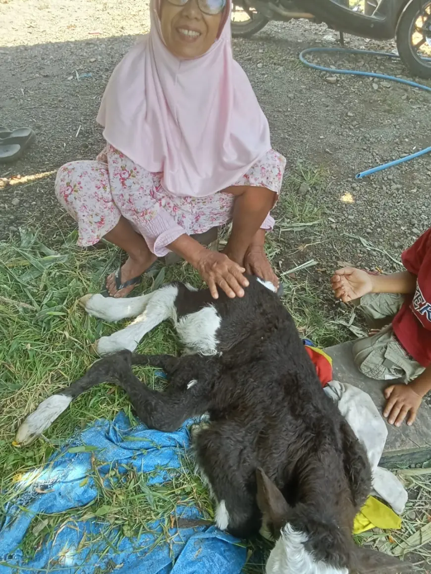 Tidak Mampu Bertahan, Sapi Berkaki Enam di Jember Akhirnya Mati