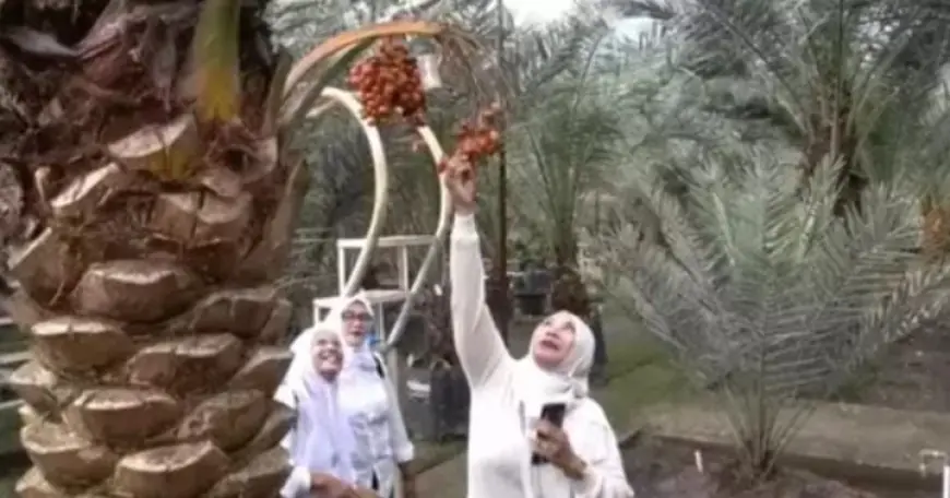 Nikmati Sensasi Petik Kurma dari Pohonnya, Tempat Ngabuburit Favorit di Nganjuk