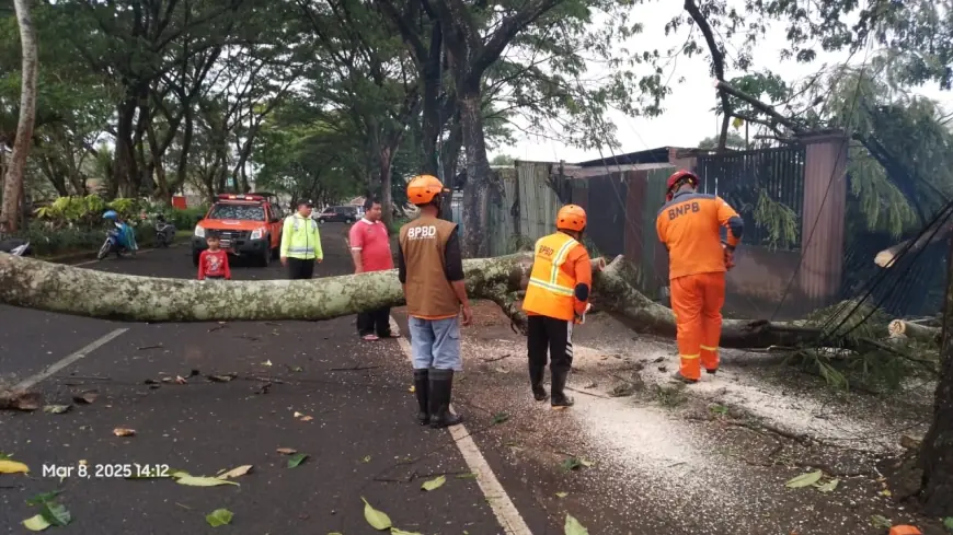 Dua Kejadian Pohon Tumbang Akibat Cuaca Ekstrem, Akses Jalibar Malang Sempat Tertutup