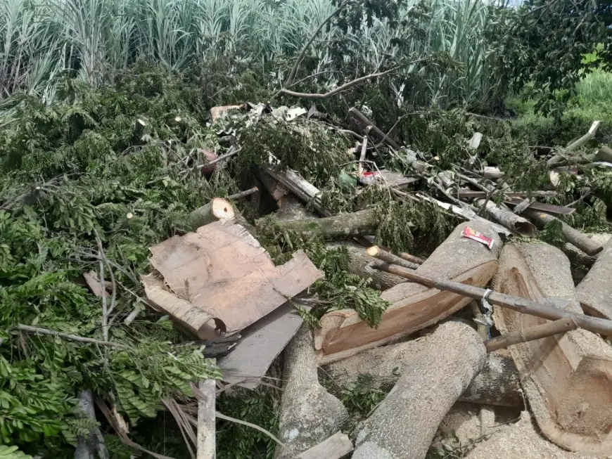 Angin Kencang Terjang Wilayah Turen, Pohon Tumbang Timpa Seorang Lansia