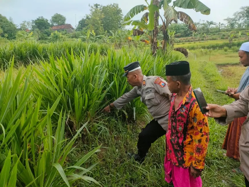 Warga Sampang Temukan Bayi Cantik di Sawah, Polisi: Tali Pusar Sudah Terpotong