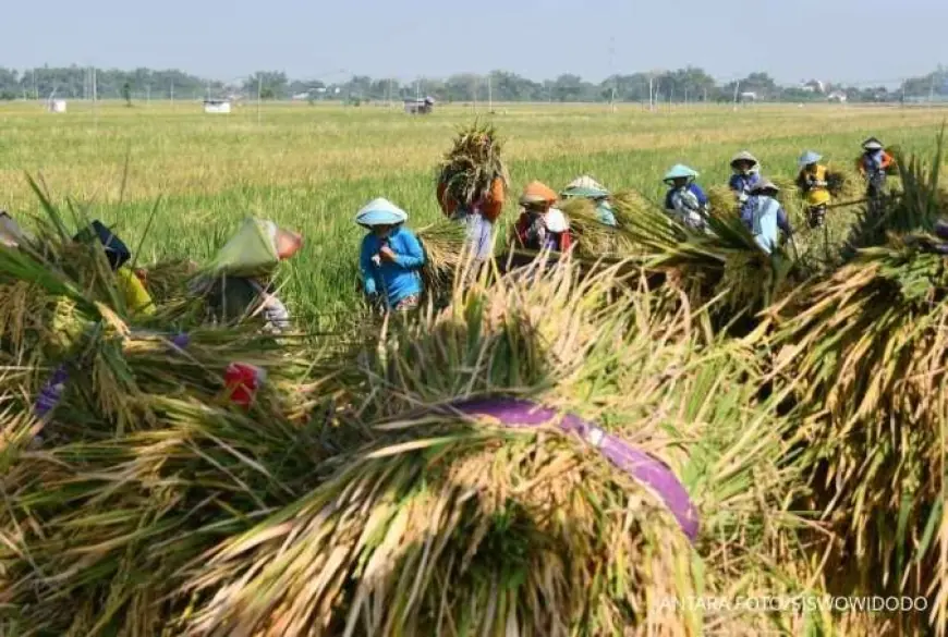 Harga Gabah Jauh dari HPP, Petani di Nganjuk Minta Bulog Turun Tangan