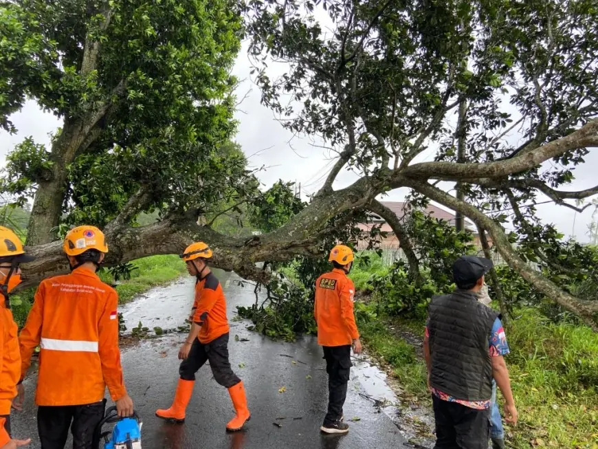 Hujan dan Angin Kencang Terjang Bondowoso, Tumbangkan Belasan Pohon