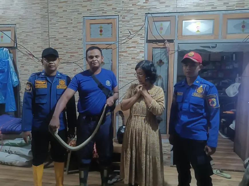 Warga Jember Dikagetkan oleh Dua Ekor King Kobra saat Sahur