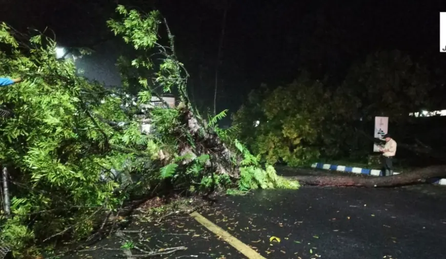 Pohon Tumbang di Karangkates Malang, Lalin Malang Blitar Sempat Terganggu