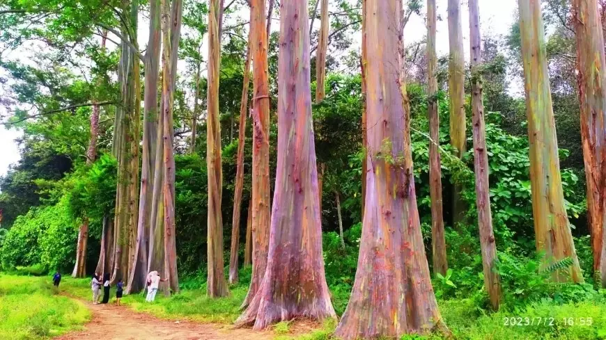 Hutan Pelangi Bondowoso Biosite Ijen Geopark yang Menyimpan Beragam Flora dan Fauna