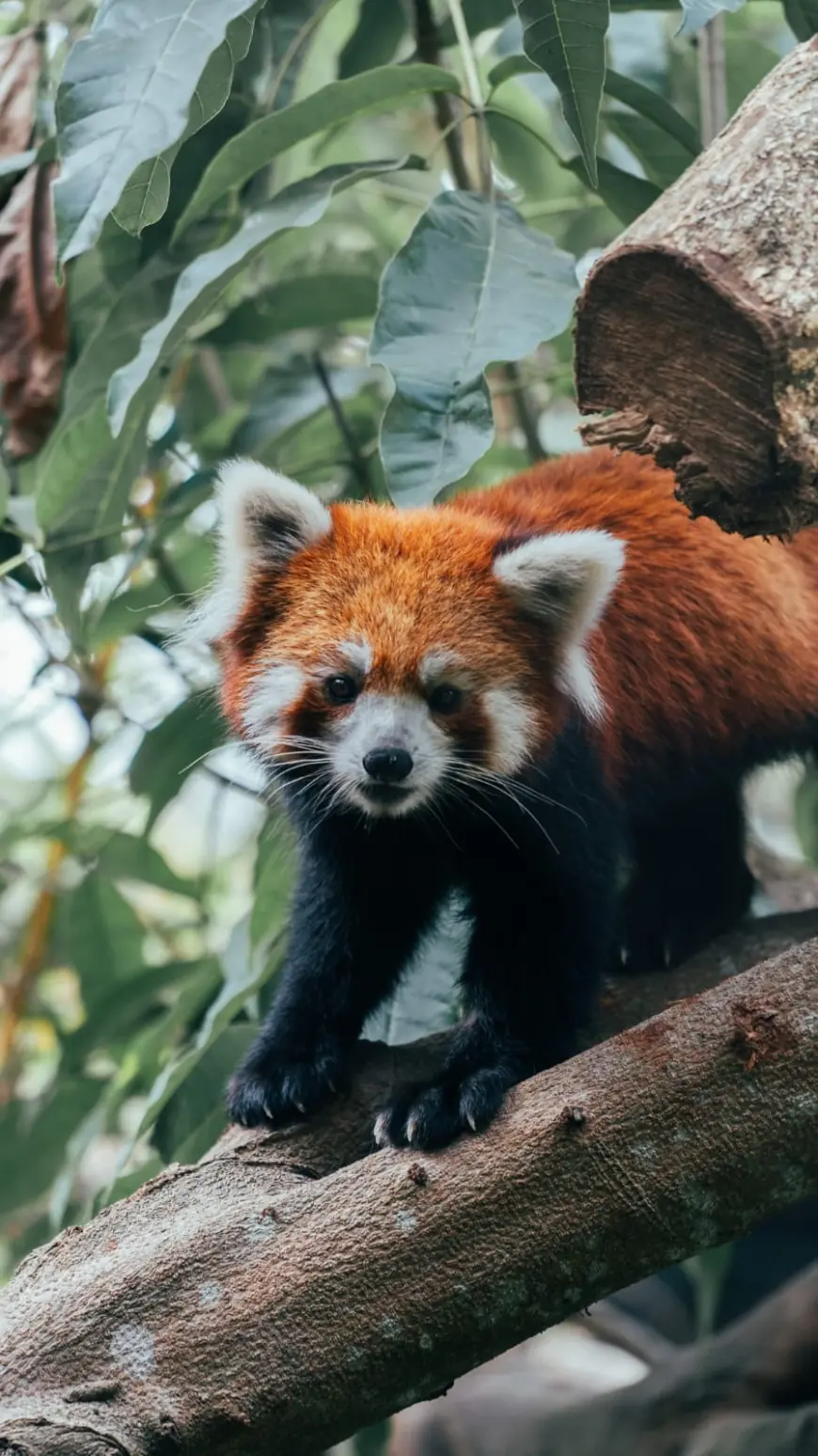 Batu Secret Zoo Sambut Kehadiran Red Panda dan Jerapah dalam Program Konservasi Internasional