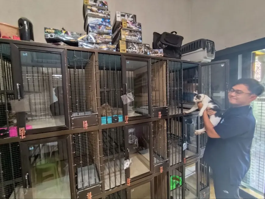 Berkah Lebaran, Klinik Penitipan Kucing di Mojokerto Dibanjiri Pengunjung