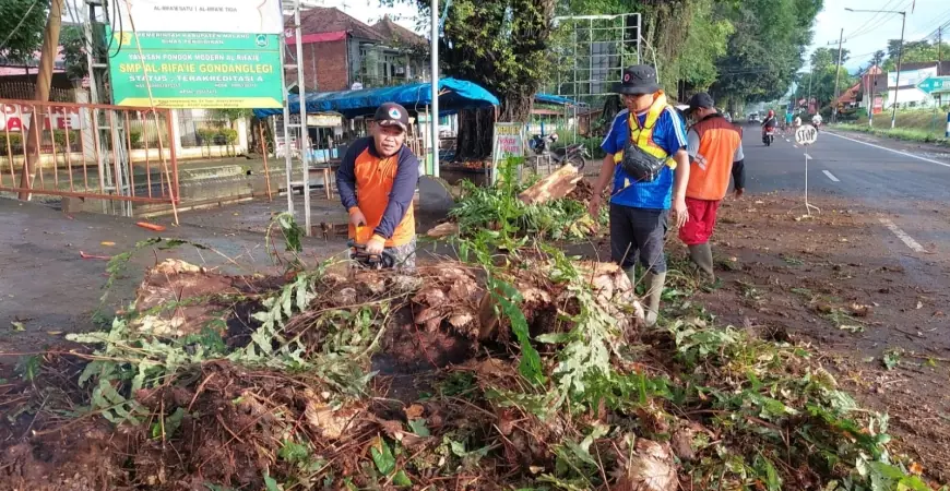 Pohon Tumbang Timpa Kabel Telkom di Gondanglegi Malang, BPBD Gercep