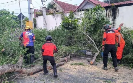 Pohon Lapuk di Sisi Selatan Rumdin Sekda Bondowoso Tumbang