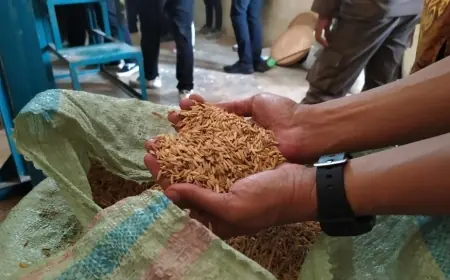 Bulog Bondowoso Dikabarkan Overload, Petani Terpaksa Jual Gabah dengan Harga Murah