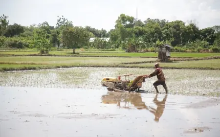 DKP2P Tuban Targetkan Tanam Padi 12 Ribu Hektare