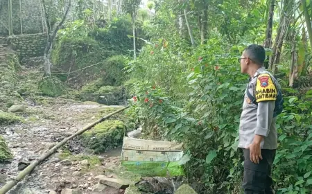 Pasutri di Jember Diserang Babi Hutan saat Mandi Bareng di Sumber Air