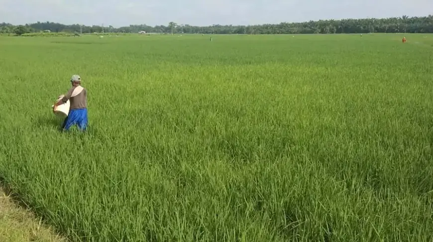 Daya Beli Petani Jatim Meningkat, NTP Maret 2025 Naik di Angka 111,61