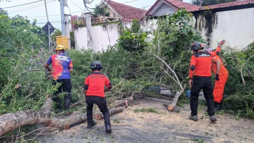 Pohon Lapuk di Sisi Selatan Rumdin Sekda Bondowoso Tumbang