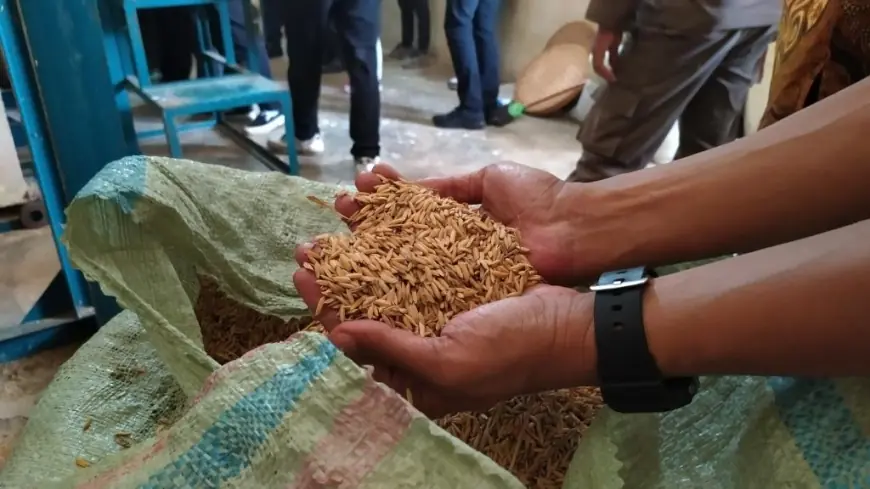 Bulog Bondowoso Dikabarkan Overload, Petani Terpaksa Jual Gabah dengan Harga Murah