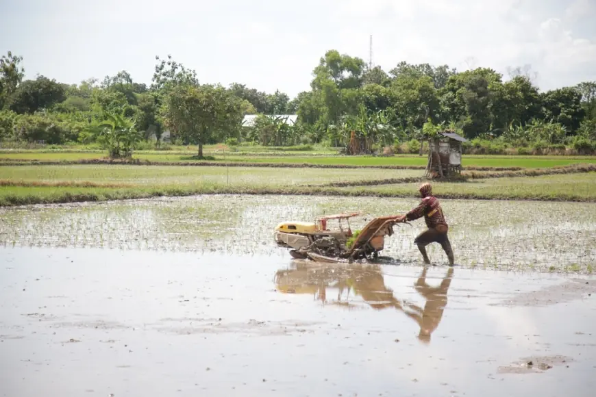 DKP2P Tuban Targetkan Tanam Padi 12 Ribu Hektare