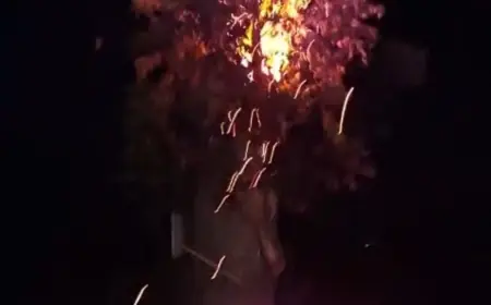 Pohon Mahoni Raksasa di Jalan Pondok Waluh Kencong Jember Dibakar OTK