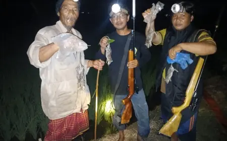 Festival Unik Gropyok Tikus di Gresik Berhadiah Uang Tunai Rp 1.500 Per Ekor