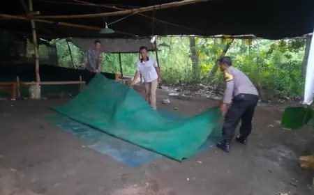 Operasi Selalu Bocor, Polres Nganjuk Istikamah Gagal Gerebek Sabung Ayam